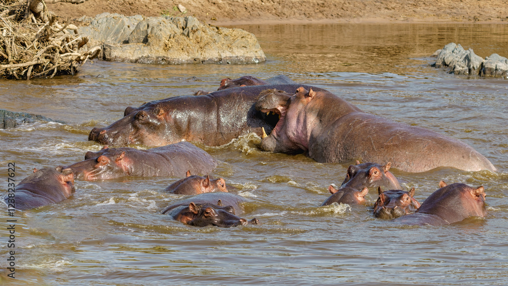 Fototapeta premium Hippopotame