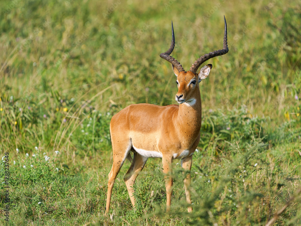 Impala Impala