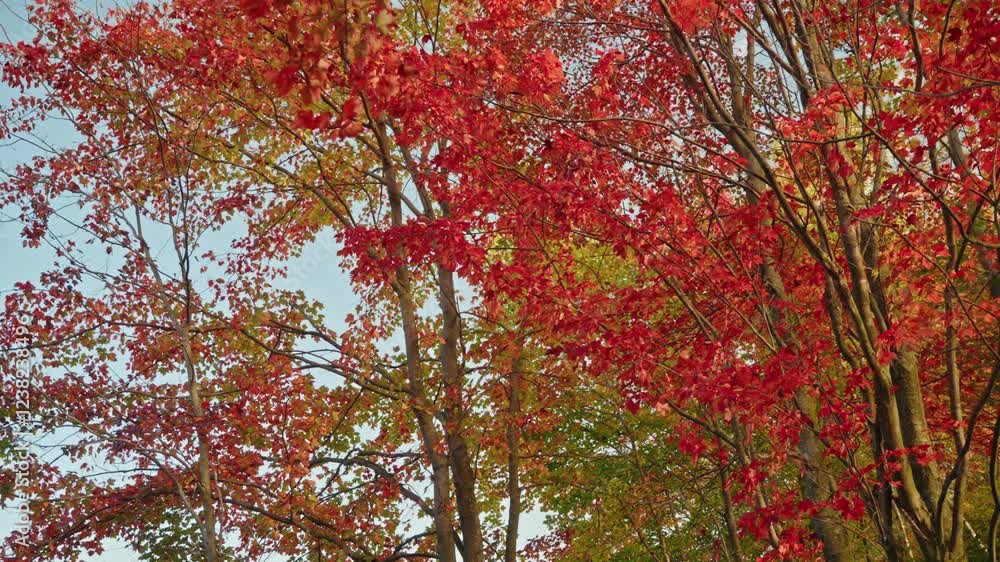 Beautiful autumn environment on a quiet forest, North America, Quebec, Montreal, Canada. Beautiful autumn environment on a quiet forest, North America, Quebec, Montreal, Canada.