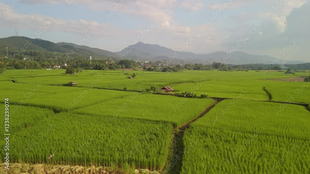 Lush Rice Fields and Traditional Farming Landscape – A Verdant Tapestry of Agriculture with a Rustic Shelter and Distant Mountain Backdrop Lush Rice Fields and Traditional Farming Landscape – A Verdant Tapestry of Agriculture with a Rustic Shelter and Distant Mountain Backdrop