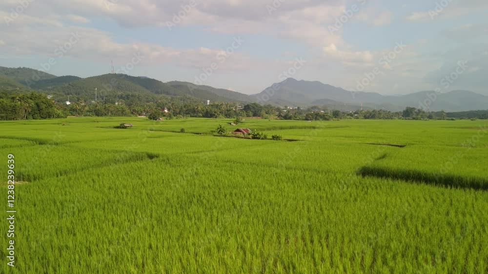 Vast Rice Fields Stretching to the Horizon – Traditional Farmland and Mountain Backdrop Under a Warm Sky Vast Rice Fields Stretching to the Horizon – Traditional Farmland and Mountain Backdrop Under a Warm Sky