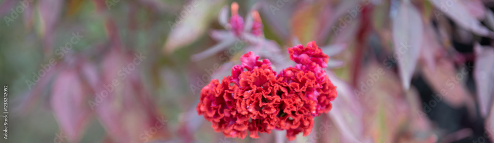 Panorama view blooming Celosia, woolflowers or cockscomb flower in highland Mai Chau, Hoa Binh, Vietnam, resemblance the comb on rooster vibrant blossom magenta red with unique comb-like shape Panorama view blooming Celosia, woolflowers or cockscomb flower in highland Mai Chau, Hoa Binh, Vietnam, resemblance the comb on rooster vibrant blossom magenta red with unique comb-like shape