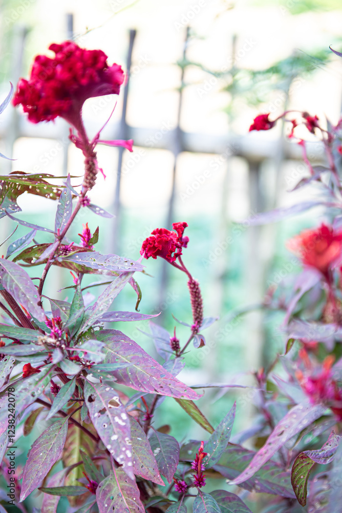 Blurry bamboo fence and blooming Celosia, woolflowers or cockscomb flower in highland Mai Chau, Hoa Binh, Vietnam, resemblance to the comb on rooster vibrant bloom with unique comb-like shape Blurry bamboo fence and blooming Celosia, woolflowers or cockscomb flower in highland Mai Chau, Hoa Binh, Vietnam, resemblance to the comb on rooster vibrant bloom with unique comb-like shape