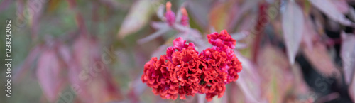 Panorama view blooming Celosia, woolflowers or cockscomb flower in highland Mai Chau, Hoa Binh, Vietnam, resemblance the comb on rooster vibrant blossom magenta red with unique comb-like shape photo