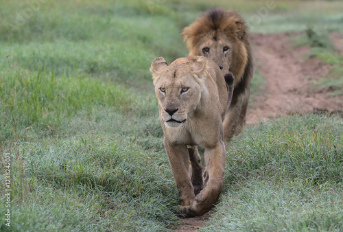 male lion follows lioness as they walk along a dirt path in the wild plains of solio game reserve, kenya