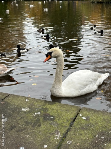 White Swan