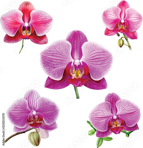 watercolor vector illustration of orchid flower set