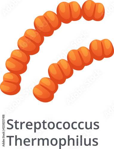 Streptococcus Thermophilus bacteria forming a chain, probiotic bacterium, lactic acid bacterium, isolated on white background, medical and healthcare concept