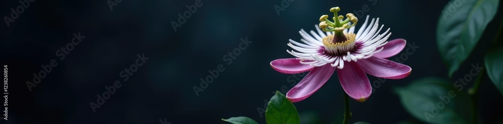Fototapeta premium delicate single passionflower blooms in front of dark mysterious background, bloom, dark