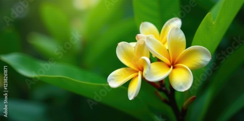 Wallpaper Mural Delicate yellow frangipani blooms amidst lush green foliage, nature, blossoms, tropical Torontodigital.ca