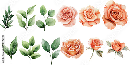 Watercolor botanical illustration with peach roses and green leaves