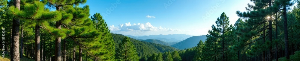 Dense pine forest with towering trees and a clear blue sky above, yogyakarta, nature, pine forest Dense pine forest with towering trees and a clear blue sky above, yogyakarta, nature, pine forest