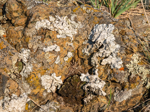 Southern Urals, leaf-like and multiple-branched lichens on rocks. photo