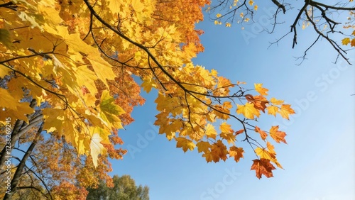 Wallpaper Mural Leafy branches covered with yellow and orange maple leaves against a blue sky, maple leaves, seasonal change, tree foliage, nature landscape, leafy branches Torontodigital.ca