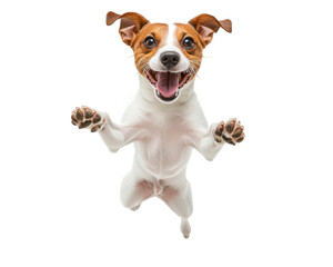 Jumping Jack Russell Terrier with joyful expression, showcasing excitement and energy. This playful dog is mid air, capturing moment of pure happiness