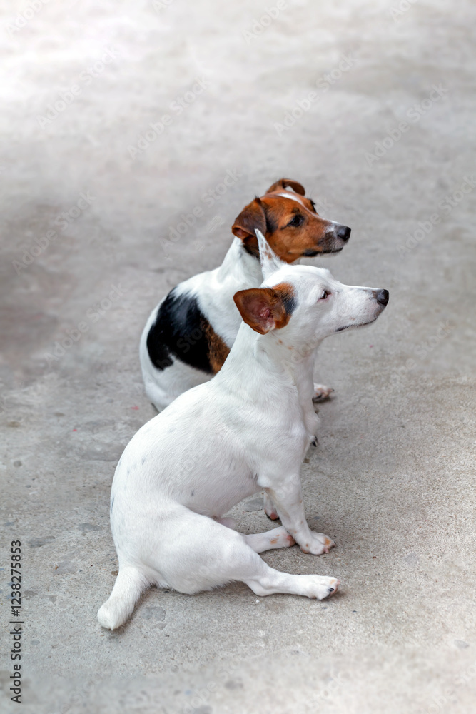 Portrait of Jack Russell Terrier Portrait of Jack Russell Terrier
