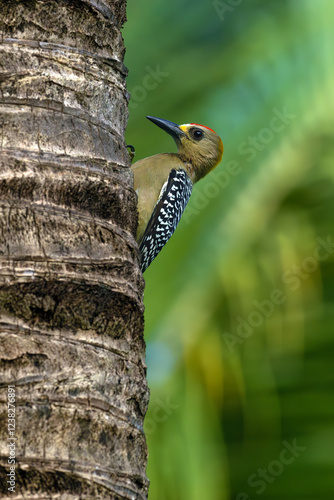 Hoffmann's woodpecker (Melanerpes hoffmannii) sitting on the branch. A colorful woodpecker from tropical forests. photo