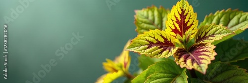 Leaf variegation details on Coleus blumei plant against grey green background, botanical, Solenostemon, bright yellow photo