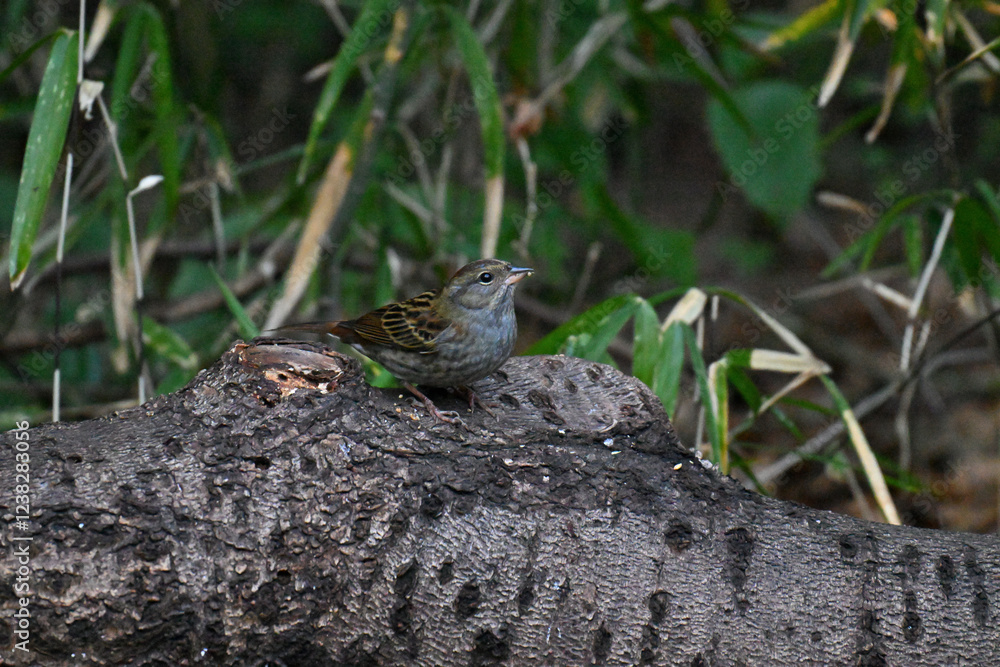 Obraz premium クロジ gray bunting