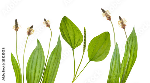Plantain plants with ear and flowers