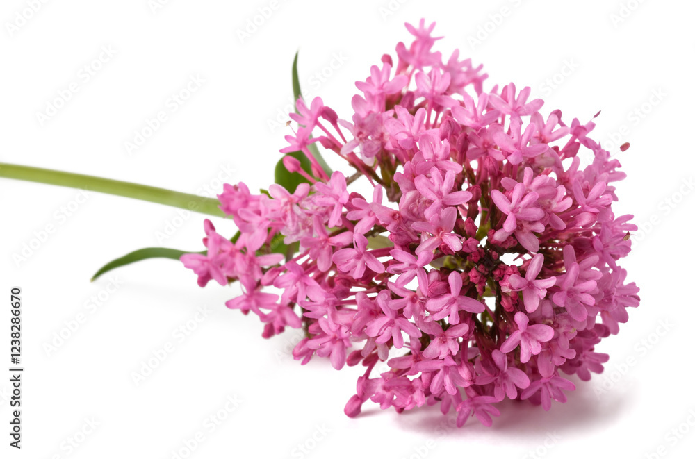 Red valerian flowers Red valerian flowers