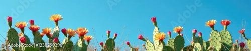 Opuntia humifusa stems and flowers against clear blue sky background, Blue sky, Eastern Prickly Pear photo