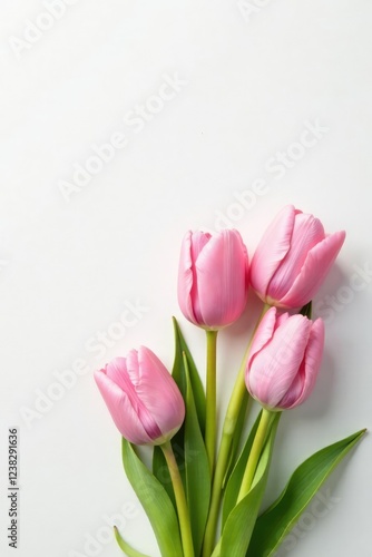 Pastel pink tulips against white background with a subtle copy space, copy space, flat lay