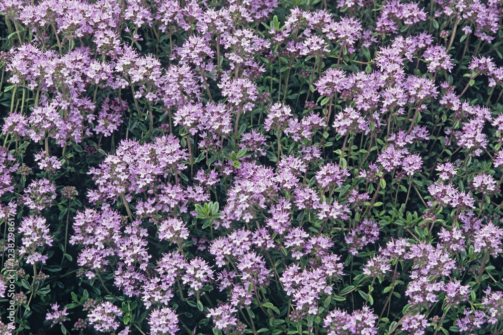 common thyme or garden thyme in full bloom common thyme or garden thyme in full bloom