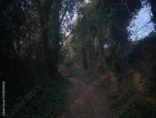 Vegetazione lungo il sentiero di campagna nelle Marche in inverno photo