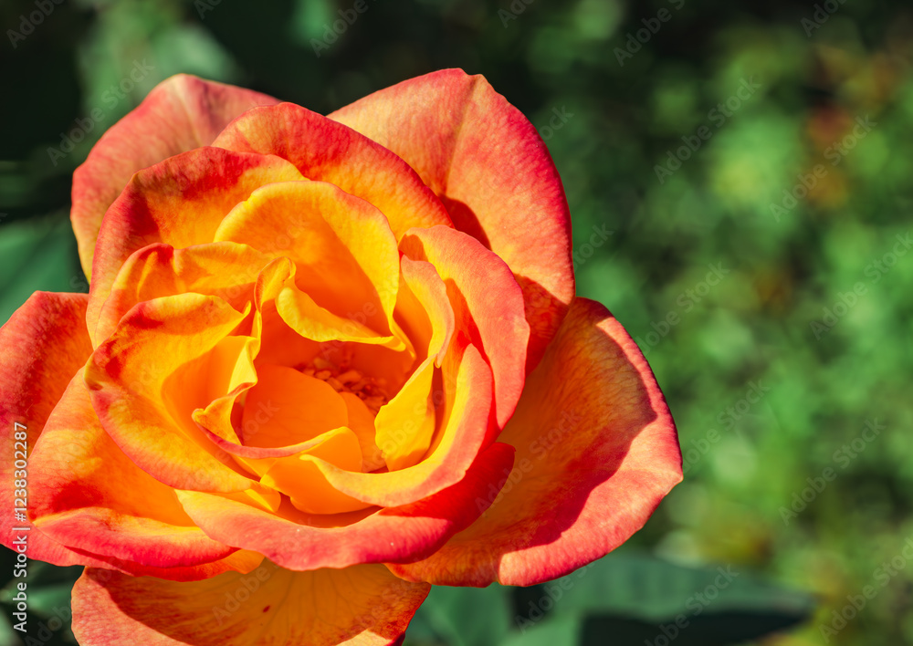 前橋バラ園　薔薇の花38