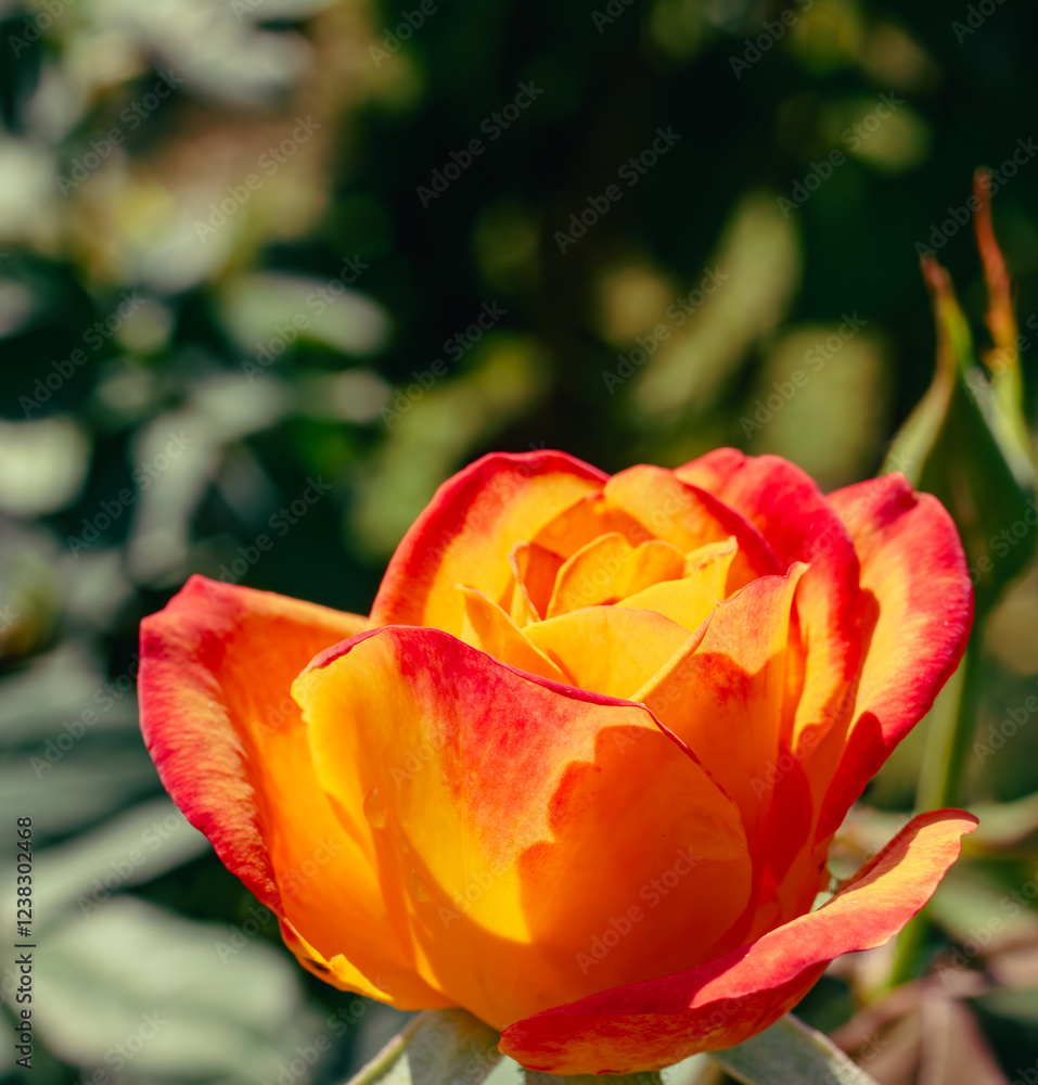 前橋バラ園 薔薇の花28 前橋バラ園 薔薇の花28