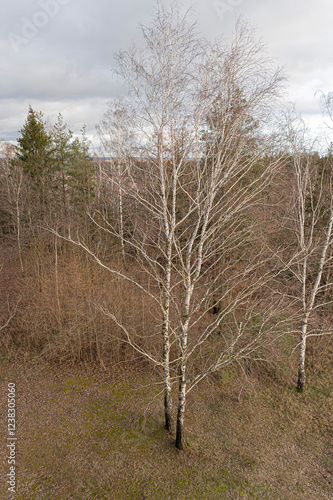 Fototapeta Naklejka Na Ścianę i Meble -  brzoza