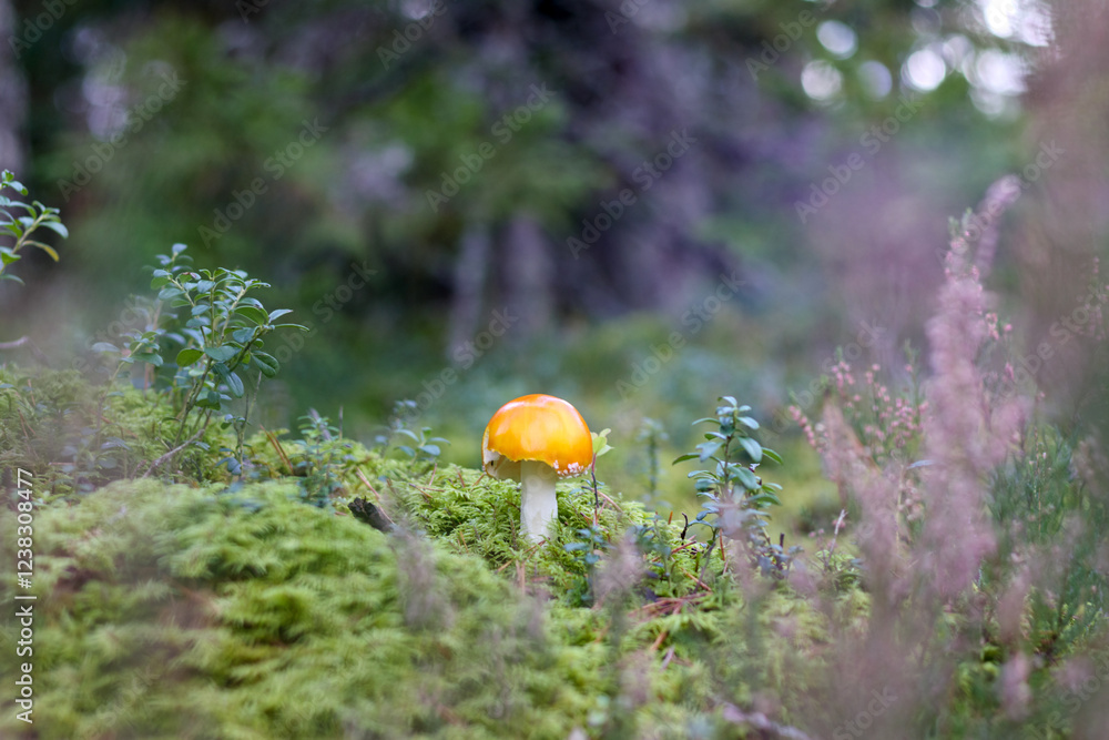 a flycatcher with a red cap and white dots that grows in the forest among green mosses and bilberry bushes.
a flycatcher with a red cap and white dots that grows in the forest among green mosses and bilberry bushes.
