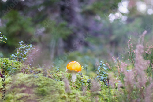 
a flycatcher with a red cap and white dots that grows in the forest among green mosses and bilberry bushes.