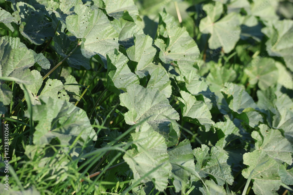 mallow (Malva sylvestris) herb in spring mallow (Malva sylvestris) herb in spring