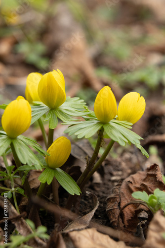 Tableau sur toile yellow winter aconite flowers emerging in early spring