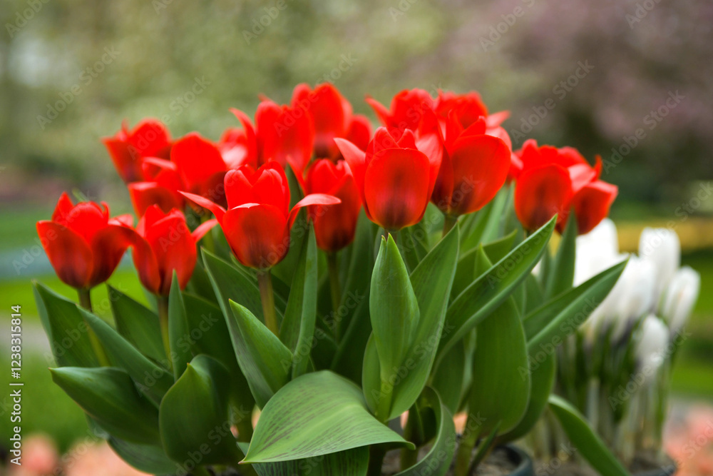 Easter pots with red tulips. Flowers delivery Easter pots with red tulips. Flowers delivery