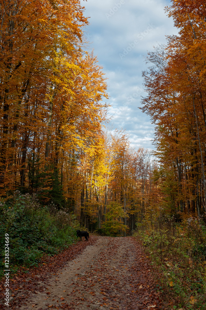 Obraz premium Beautiful autumn landscape. Travel, hiking, freedom, active lifestyle. Autumn in the forest.