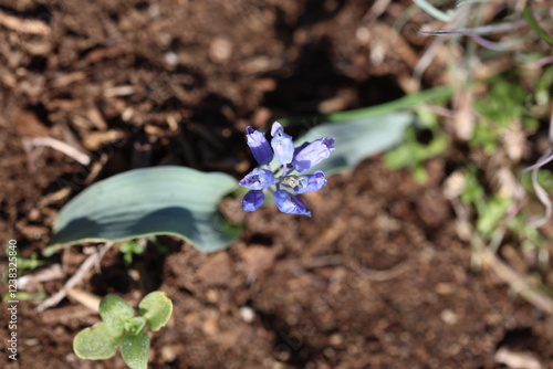  pale hyacinthella (Hyacinthella leucophaea) is a spring wildflower found in dry, rocky slopes and ridges photo