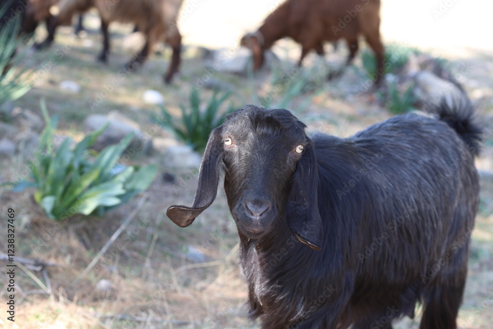portrait of a black goat in the field portrait of a black goat in the field