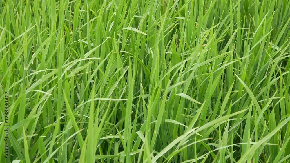 green rice plants blown by the wind. green rice fields