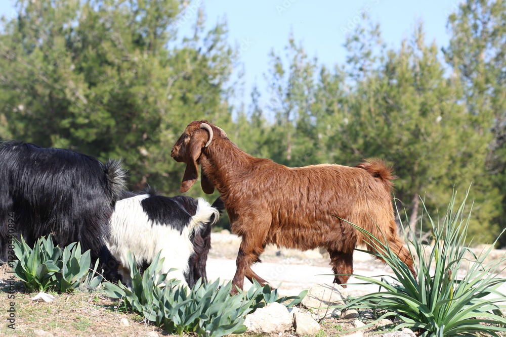 black, brown and white Goats  grazing peacefully in an open field
