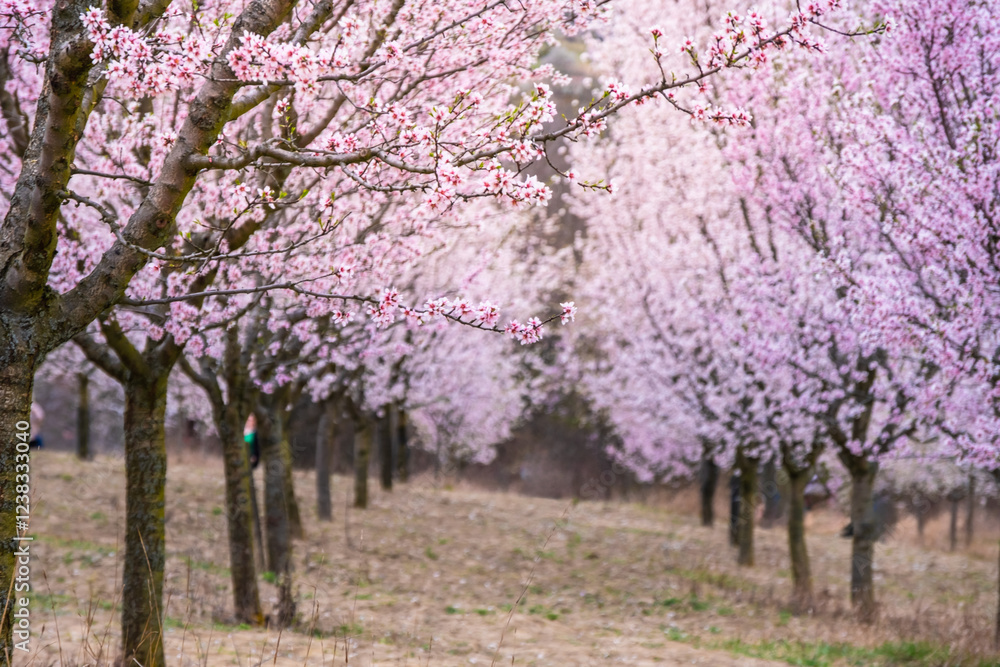 Almond orchard in bloom, Hustopece village, Czech Almond orchard in bloom, Hustopece village, Czech