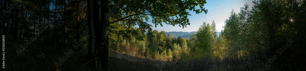 Panorama of a majestic evergreen forest. Sunbeams through mighty pines and firs. Pure nature. Early spring.Ecotourism, hiking, healthy lifestyle concepts Panorama of a majestic evergreen forest. Sunbeams through mighty pines and firs. Pure nature. Early spring.Ecotourism, hiking, healthy lifestyle concepts