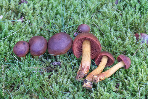 Cortinarius phoeniceus, also called Dermocybe phoenicea, webcap mushroom from Finland, no common English name photo