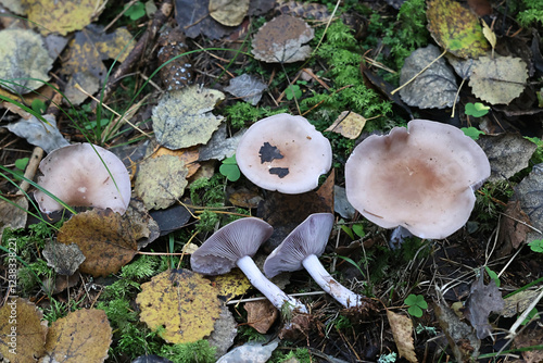 Lepista nuda, commonly known as the Wood Blewit, wild mushroom from Finland