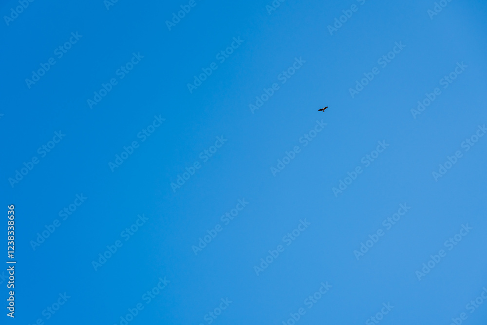 A single bird glides effortlessly through the expansive blue sky, evoking a sense of freedom 