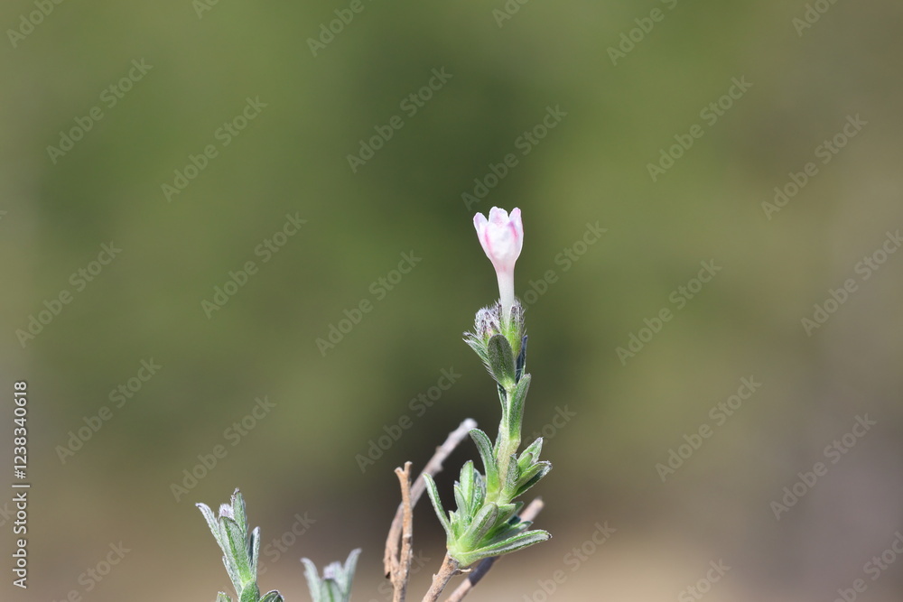 Lithodora hispidula is a species of flowering plant in the family Boraginaceae. Common names include Lithodora, Hairy Forget-me-not. Lithodora hispidula is a species of flowering plant in the family Boraginaceae. Common names include Lithodora, Hairy Forget-me-not.