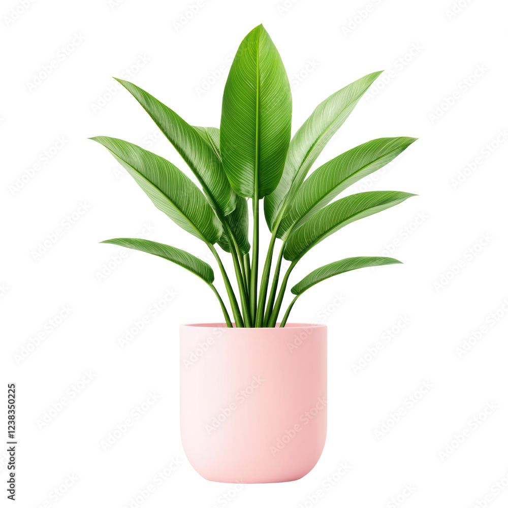 Stylish Indoor Plant with Glossy Green Leaves in Modern Pink Pot, cut out Stylish Indoor Plant with Glossy Green Leaves in Modern Pink Pot, cut out