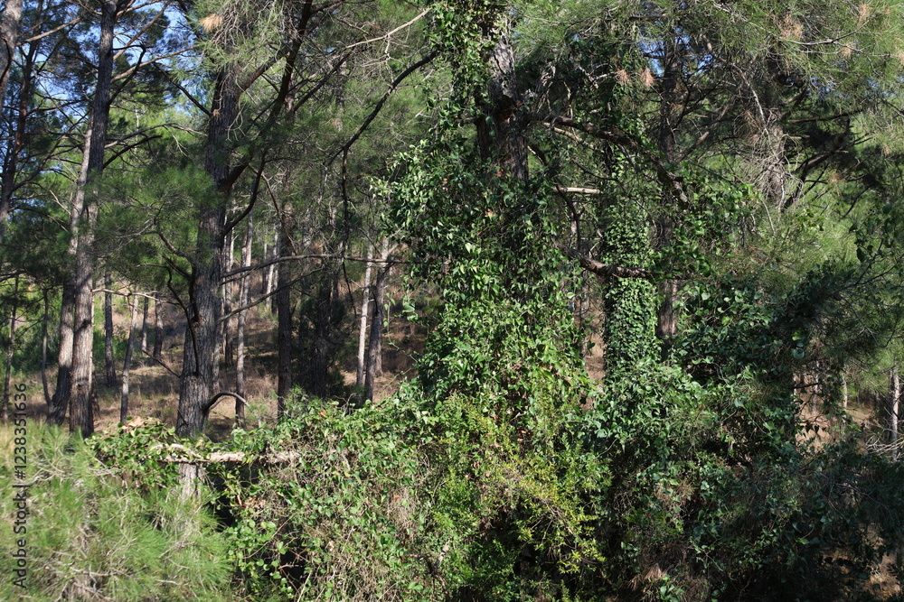 Tranquil Pine Forest with Long Trunks and Lush Green Ground Cover Tranquil Pine Forest with Long Trunks and Lush Green Ground Cover